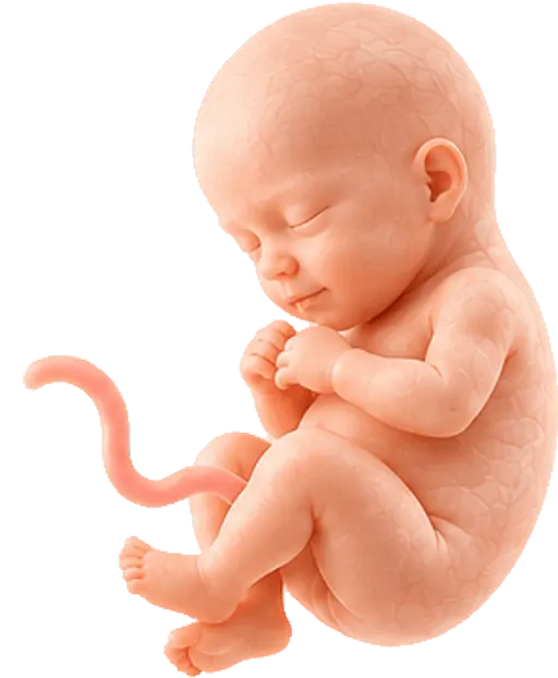 Baby development illustration at about twenty weeks